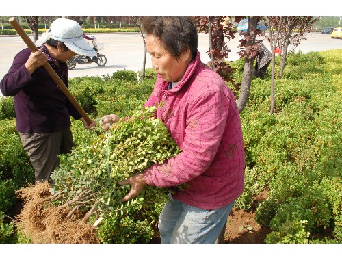 宜都绿化苗木市场如何