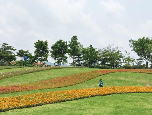 文明城市绿化面积