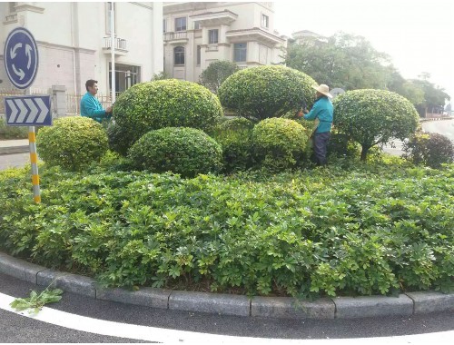 园林绿化工程中园路的标准